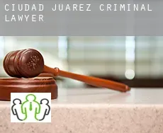 Ciudad Juárez  criminal lawyer