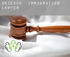 Driesch  immigration lawyer